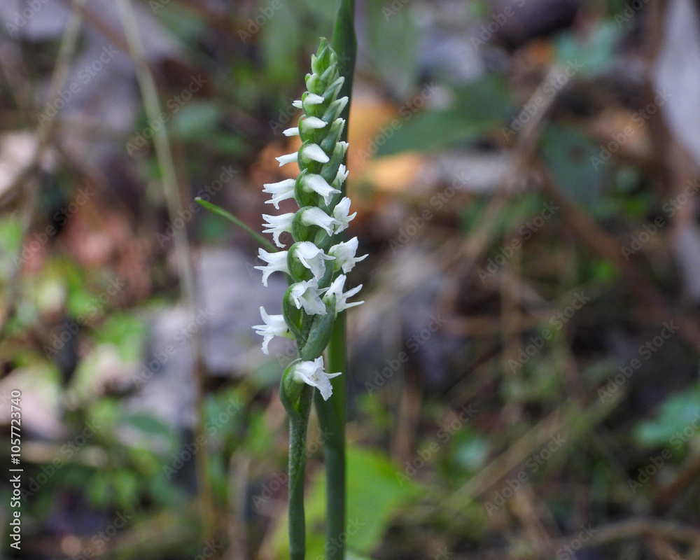 Spiranthes ovalis |Lesser Ladies' Tresses | Native North American Orchid | Woodland Wildflower Spiranthes ovalis |Lesser Ladies' Tresses | Native North American Orchid | Woodland Wildflower
