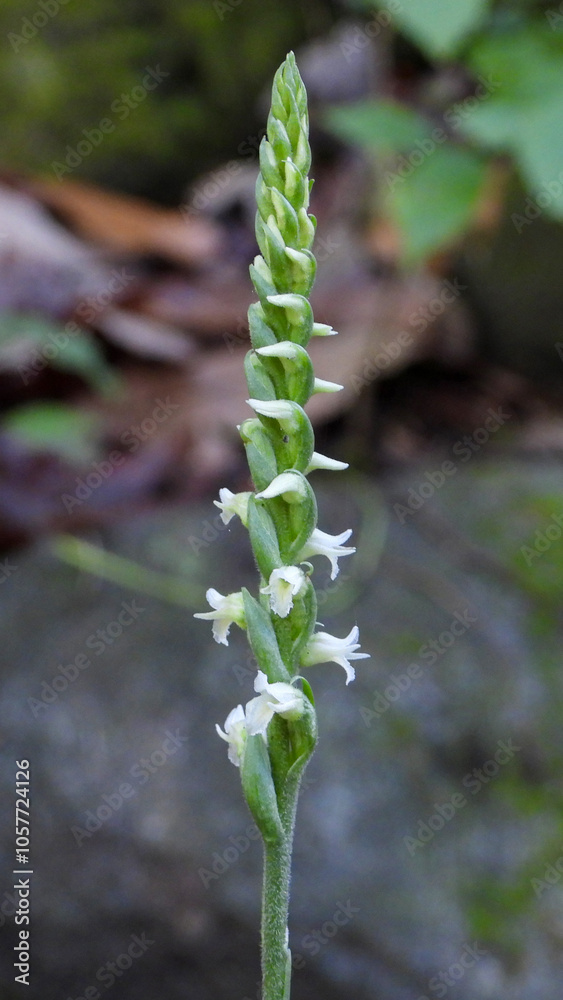 Spiranthes ovalis |Lesser Ladies' Tresses | Native North American Orchid | Woodland Wildflower Spiranthes ovalis |Lesser Ladies' Tresses | Native North American Orchid | Woodland Wildflower