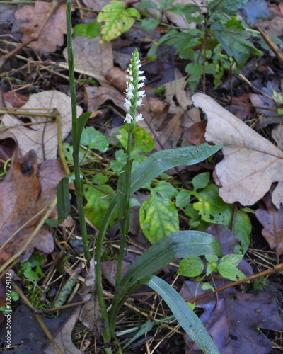 Spiranthes ovalis |Lesser Ladies' Tresses | Native North American Orchid | Woodland Wildflower photo