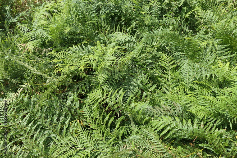 Fototapeta premium A dense, lush green forest floor covered in vibrant fern leaves.