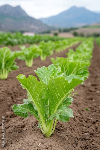 A field of healthy green lettuce plants growing in rows.