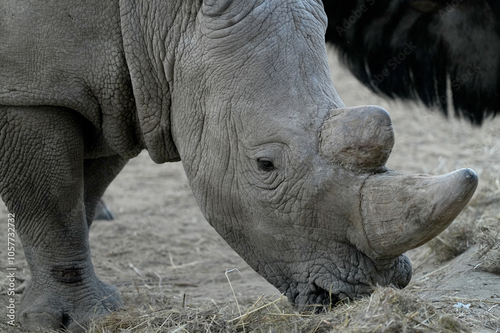 Fototapeta premium Breitmaulnashorn im Erongo in Namibia 