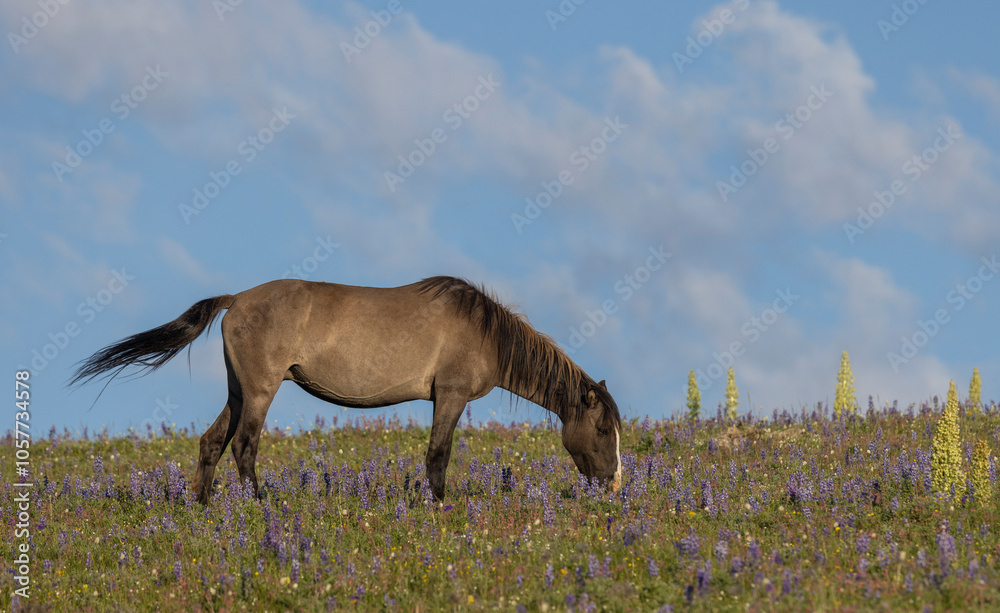 Fototapeta premium Wild Horse in the Pryor Mountains Montana in Summer