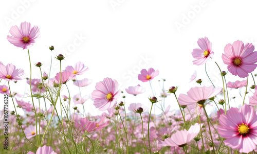 PNG Cosmos field landscape nature backgrounds.