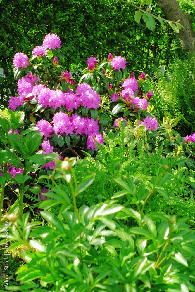 Obraz premium Nature, growth and leaf with flowers in garden for environment, sustainability and spring season. Grass ecology, meadow and biology with plants in countryside for botanical, bloom and ecosystem
