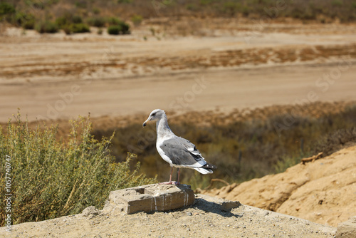 A slaty-backed gull standing on a brick. photo