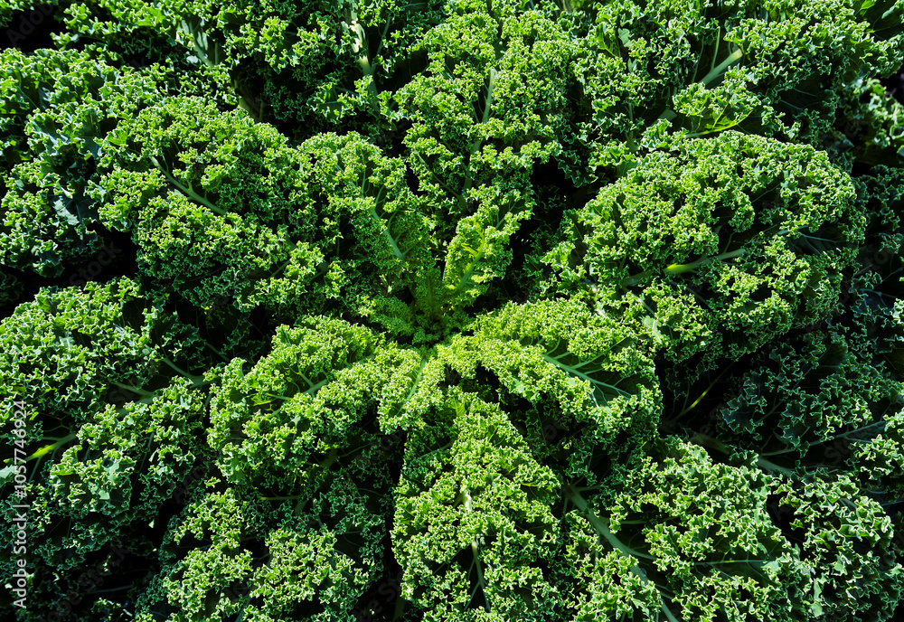 Curly kale plant growing in the field. Curly kale plant growing in the field.