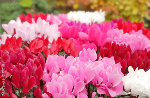 Cyclamen flowers in many bright colors. photo