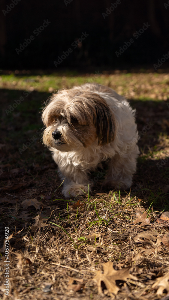 Perro pequeño bajo la luz del sol Perro pequeño bajo la luz del sol