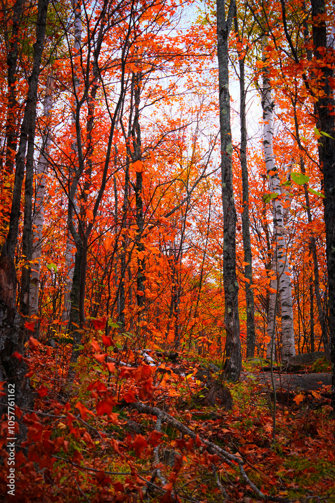 Forest of Fiery Autumn near Mont Tremblant Forest of Fiery Autumn near Mont Tremblant