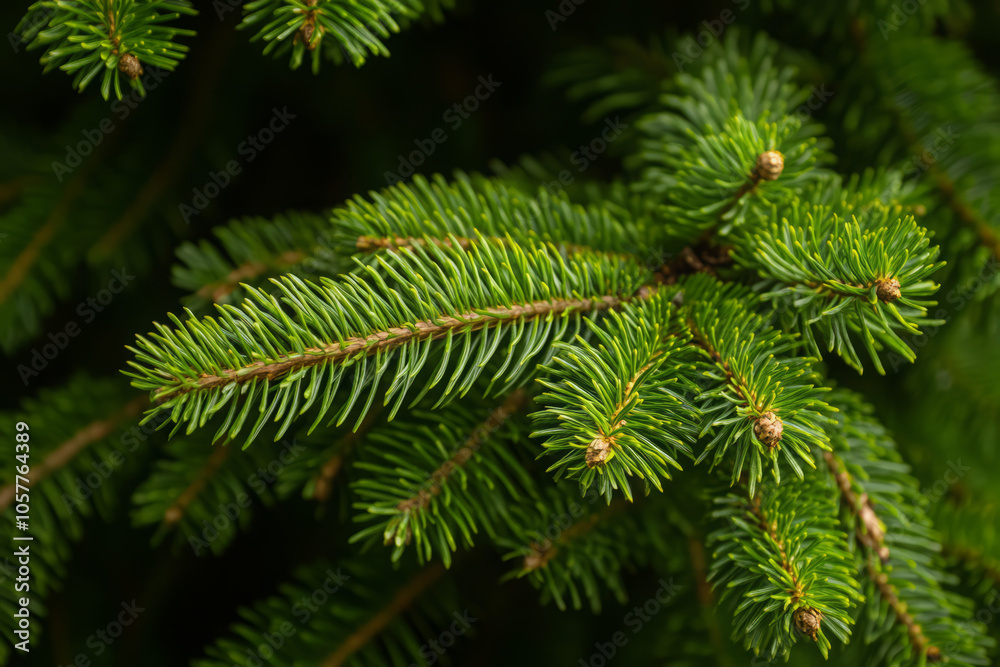 title explore the beauty of pine trees a comprehensive guide to pine tree image keywords