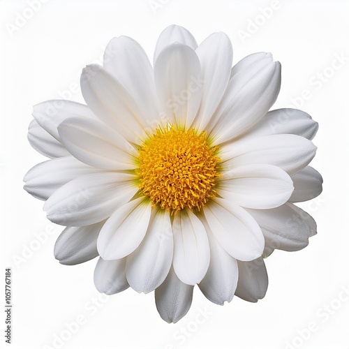 white flower isolated on transparent background