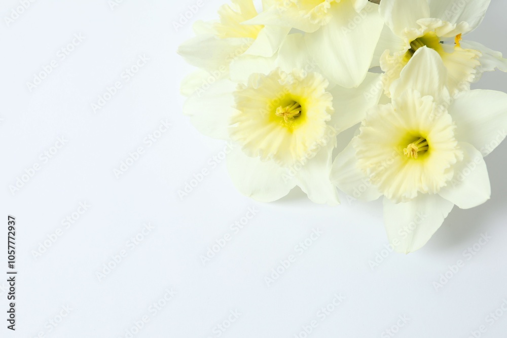 Fototapeta premium Fresh spring daffodils 