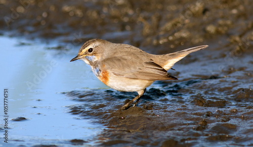 robin in the water