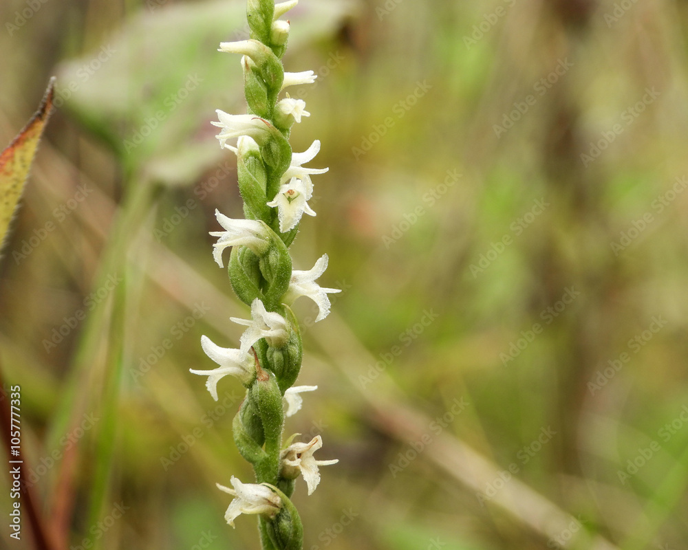 Spiranthes cernua (Nodding Ladies'-tresses) Native North American Orchid Wildflower Spiranthes cernua (Nodding Ladies'-tresses) Native North American Orchid Wildflower