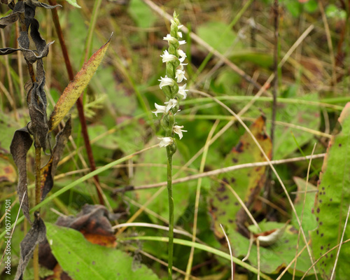 Spiranthes cernua (Nodding Ladies'-tresses) Native North American Orchid Wildflower