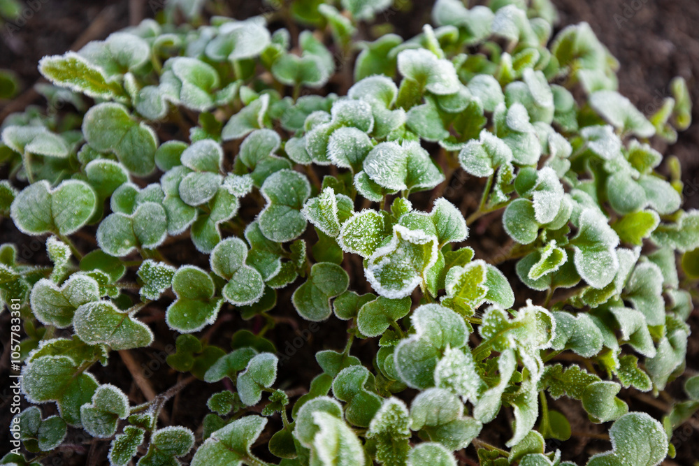 Young mustard sprouts, seasonal morning frosts, microgreens Young mustard sprouts, seasonal morning frosts, microgreens