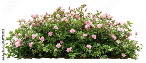 Fototapeta Naklejka Na Ścianę i Meble -  PNG Flower bush in wedding flowers plant vegetation.
