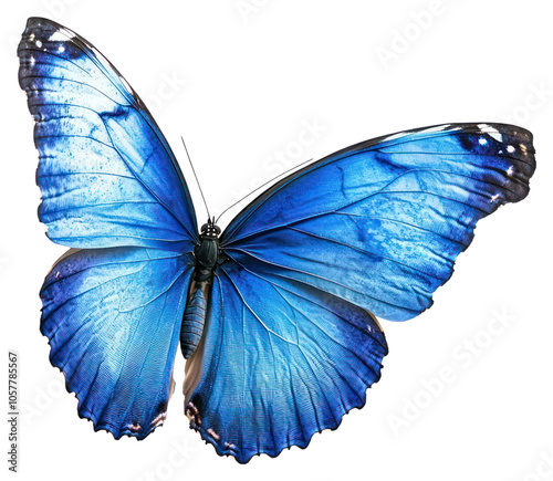 PNG A flying blue butterfly photography background insect.