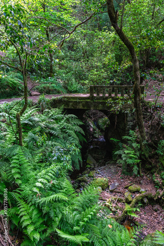 The beautiful trail PR11 Levada dos Balcoes in Madeira, Portugal. photo