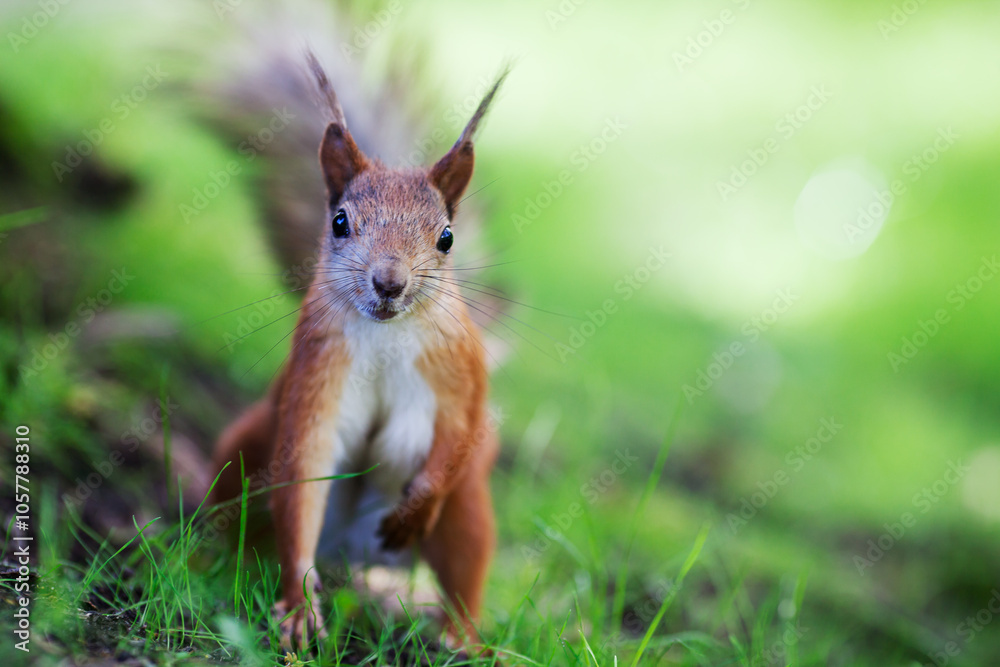Curious eurasian red squirrel (Sciurus vulgaris) sitting on ground, front view, shallow dof