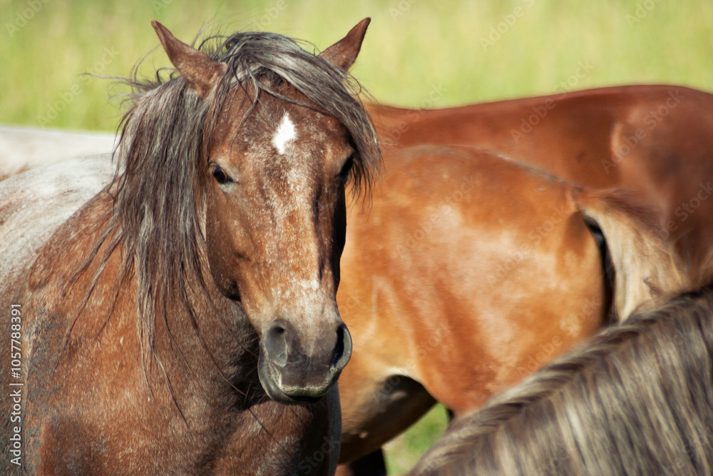 Horses (Equus ferus caballus) pasture on green fields, close up