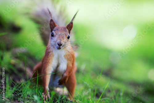 Obraz na płótnie Curious eurasian red squirrel (Sciurus vulgaris) sitting on ground, front view, shallow dof w salonie