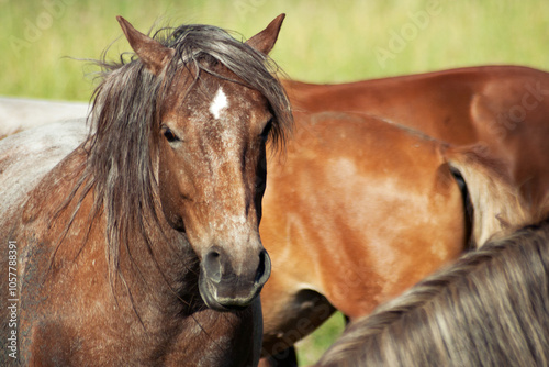 Obraz na płótnie Horses (Equus ferus caballus) pasture on green fields, close up w salonie