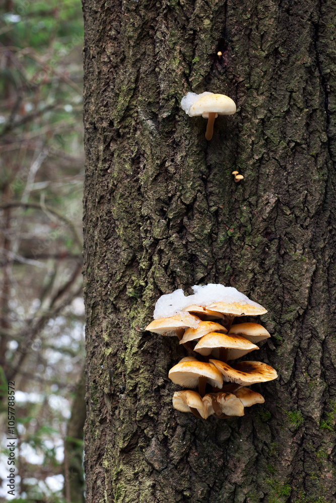Velvet foot (Flammulina velutipes), also known as winter mushroom or golden needle mushroom, under snow