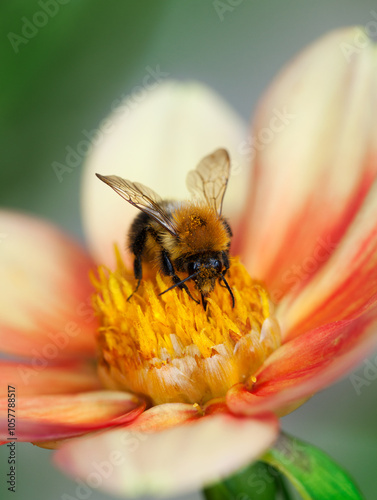 Obraz na płótnie Honey bee (Apis mellifera) with pollen in its pile sitting on an orange dahlia flower, macro, shallow dof w salonie