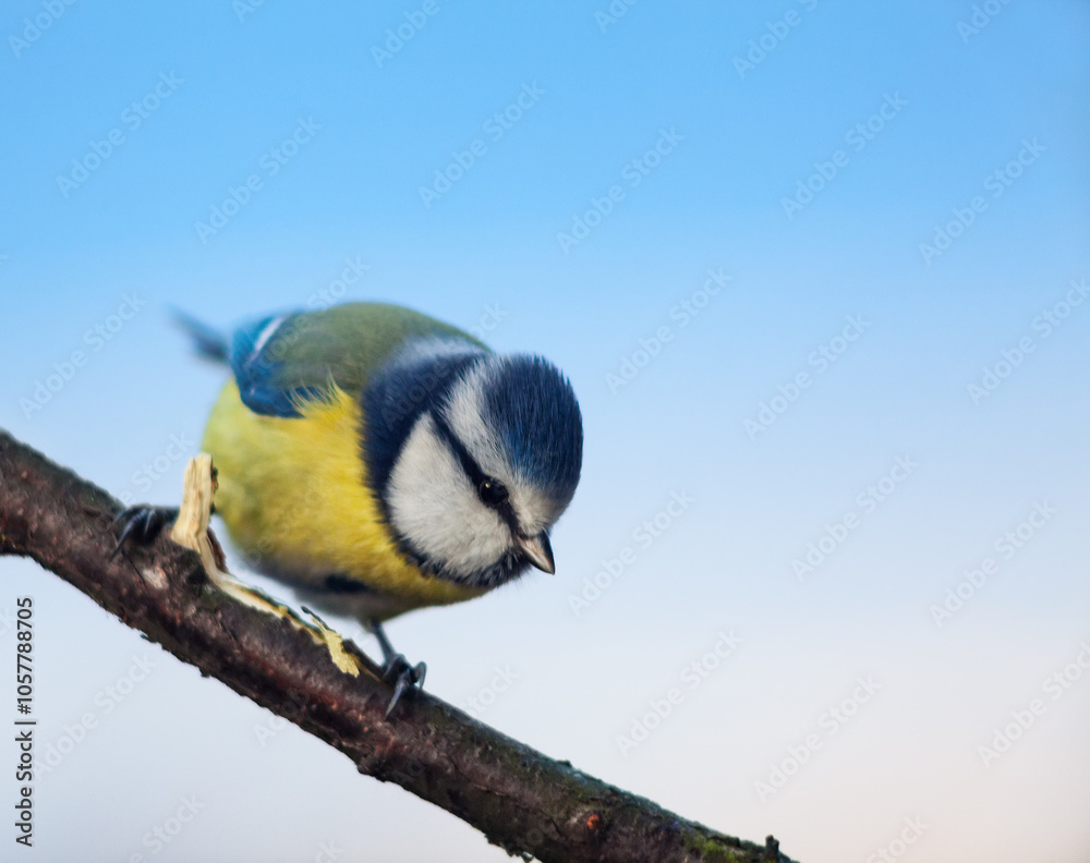 Blue tit (Cyanistes caeruleus) on the branch, sky on background, copy space