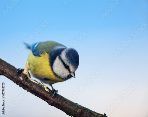 Obraz na płótnie Blue tit (Cyanistes caeruleus) on the branch, sky on background, copy space w salonie