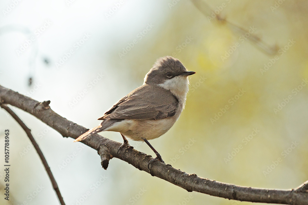 Common Whitethroat (Sylvia communis) sitting on branch