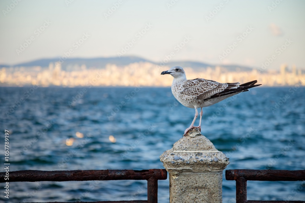 Seagull perched on a fence with the sea as its backdrop