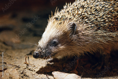 Obraz na płótnie West European Hedgehog (Erinaceus Europaeus) in natural habitat, close up w salonie