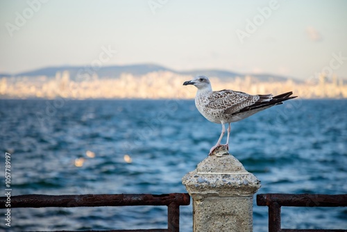 Obraz na płótnie Seagull perched on a fence with the sea as its backdrop w salonie