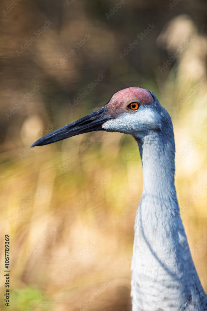 Detailed close-up of a sandhill crane’s (Antigone canadensis) head, showing its eye and beak against a blurred background.