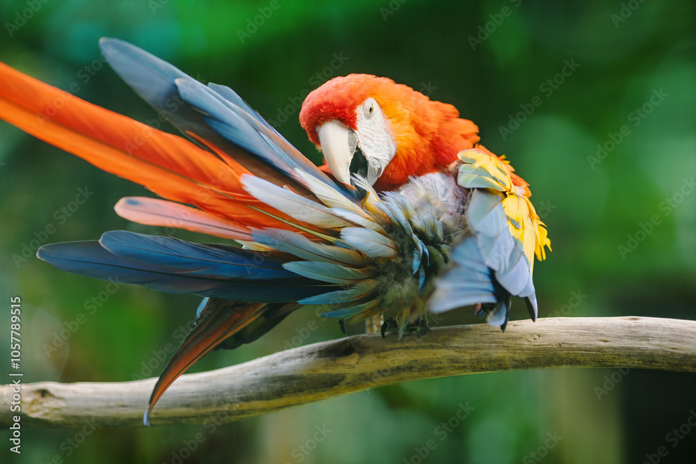Vibrant scarlet macaw (Ara macao) with red, blue, yellow, and green feathers, preening on a branch in a blurred background.