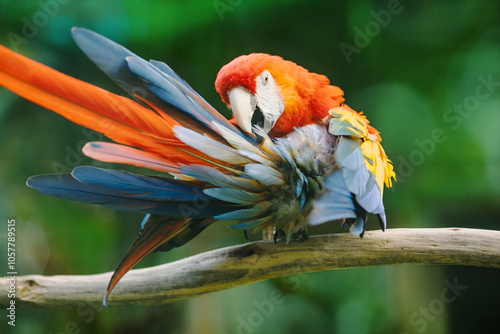 Obraz na płótnie Vibrant scarlet macaw (Ara macao) with red, blue, yellow, and green feathers, preening on a branch in a blurred background. w salonie
