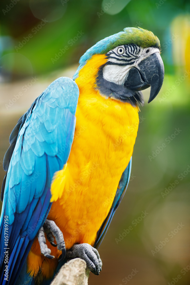 Blue-and-yellow macaw (Ara ararauna) with a large curved black beak, perched on a branch.