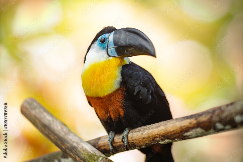 Channel-billed toucan (Ramphastos vitellinus) with a black beak, blue face, yellow throat, and black body, perched on a branch on a blurred background.