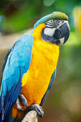 Obraz na płótnie Blue-and-yellow macaw (Ara ararauna) with a large curved black beak, perched on a branch. w salonie