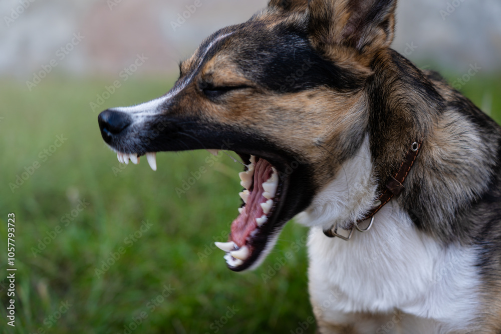 The yard dog yawns. The dog yawns with its mouth wide open The yard dog yawns. The dog yawns with its mouth wide open