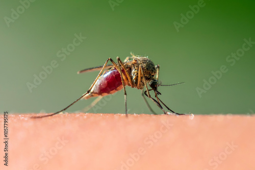 harmful insect mosquito sits on human skin and drinks blood