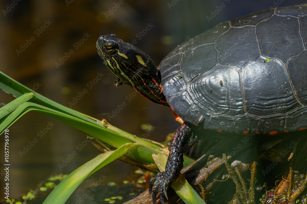 A painted turtle (Chrysemys picta) out of the water in Kensington Metropark, Michigan, USA. A painted turtle (Chrysemys picta) out of the water in Kensington Metropark, Michigan, USA.