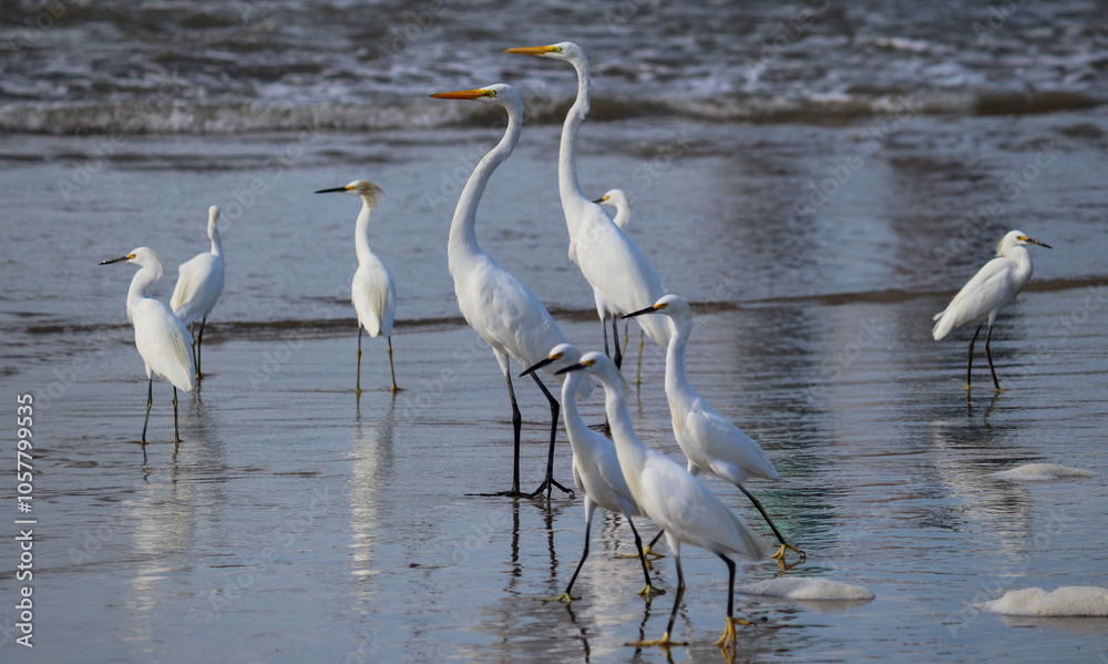 Obraz premium Photograph of a beautiful Great egret found in Barra de Tramandaí in Rio Grande do Sul, Brazil. 