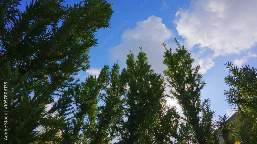 An evergreen plant with bright red artificial berries stands against a blue sky, illuminated by backlighting that highlights its vibrant colors An evergreen plant with bright red artificial berries stands against a blue sky, illuminated by backlighting that highlights its vibrant colors