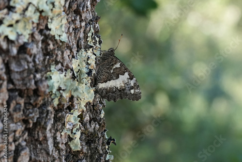 Closeup on the Mediterranean Grayling butterfly, Brintesia crice on the bark of a tree with closed wings photo