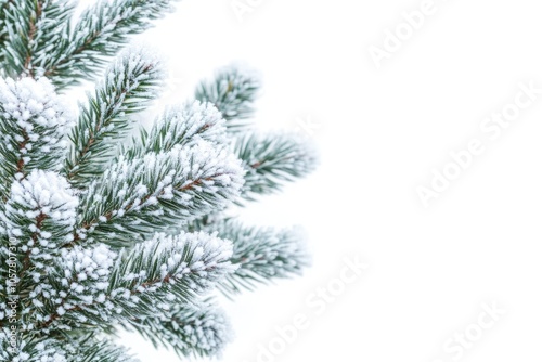 Christmas tree branch with hoarfrost and snow on white background.