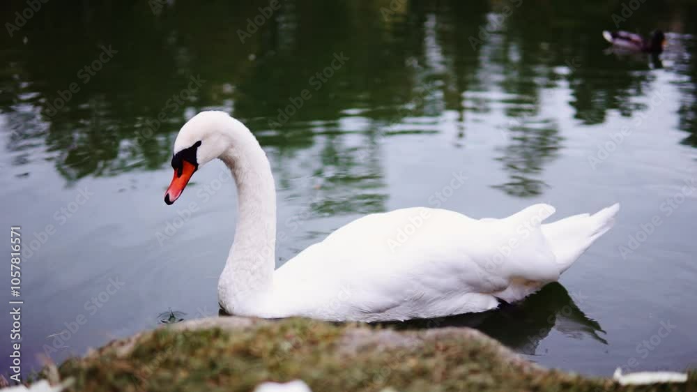 a large white swan swimming across a pond a large white swan swimming across a pond